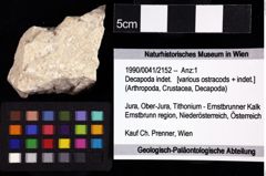 Foto (Objket + Etiketten) von Decapoda indet. 